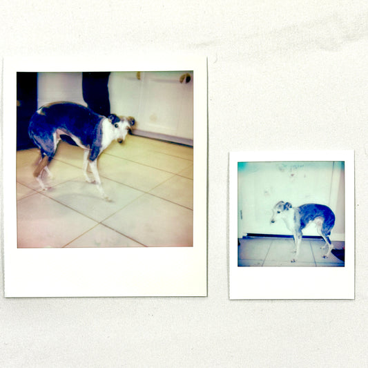 The Little Go's Session